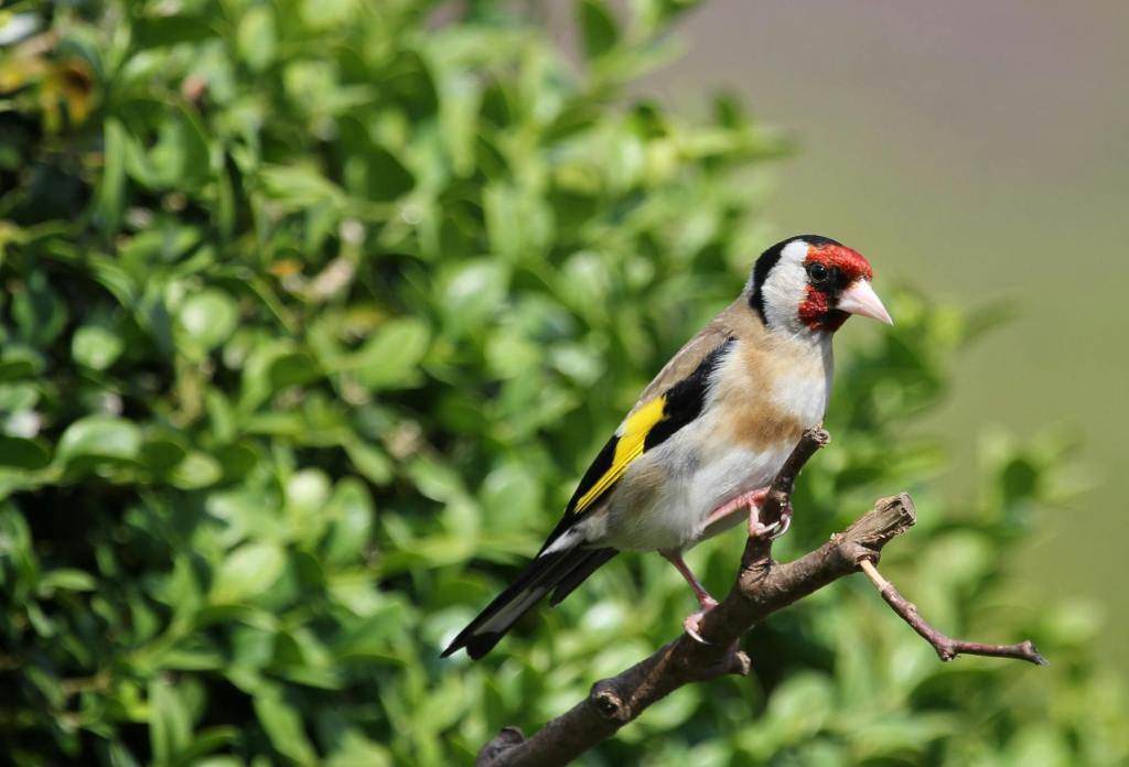 Signs of Good Luck: The Finch’s Symbolism Explained