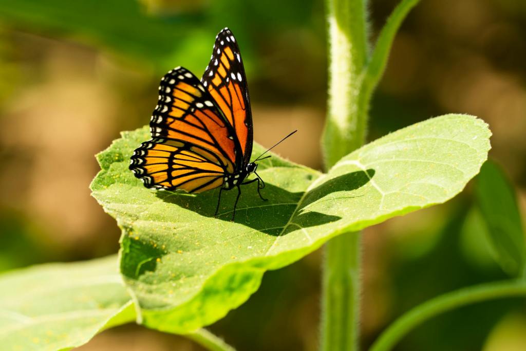 Transformative Insights from a Monarch Butterfly&nbsp;Visit