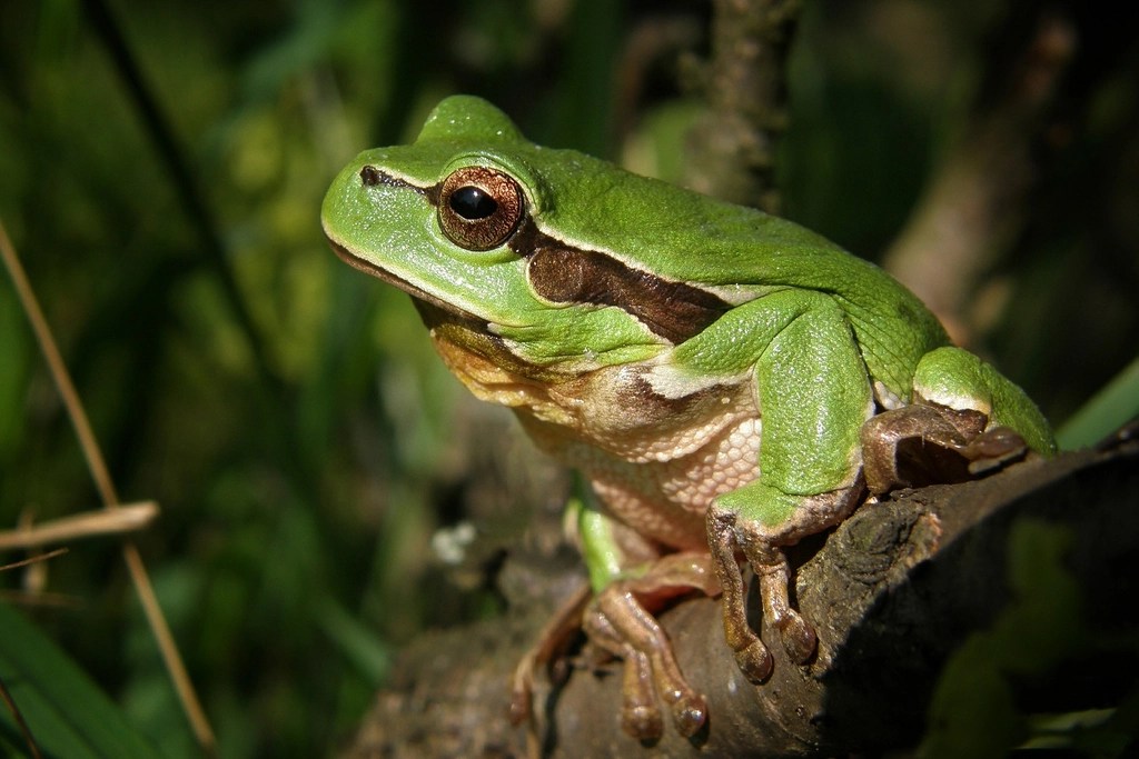 Signs from Nature: Frogs and&nbsp;Squirrels