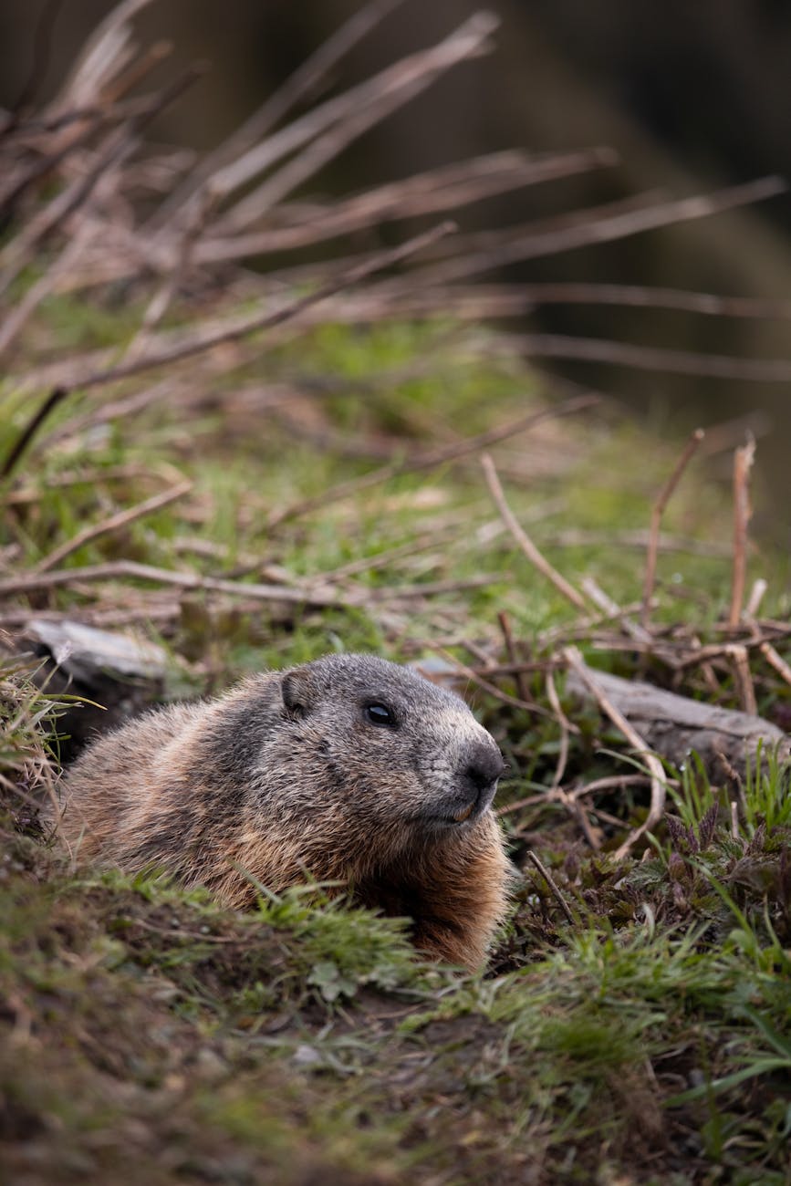 Interpreting Groundhog Symbolism: Lessons from&nbsp;Nature