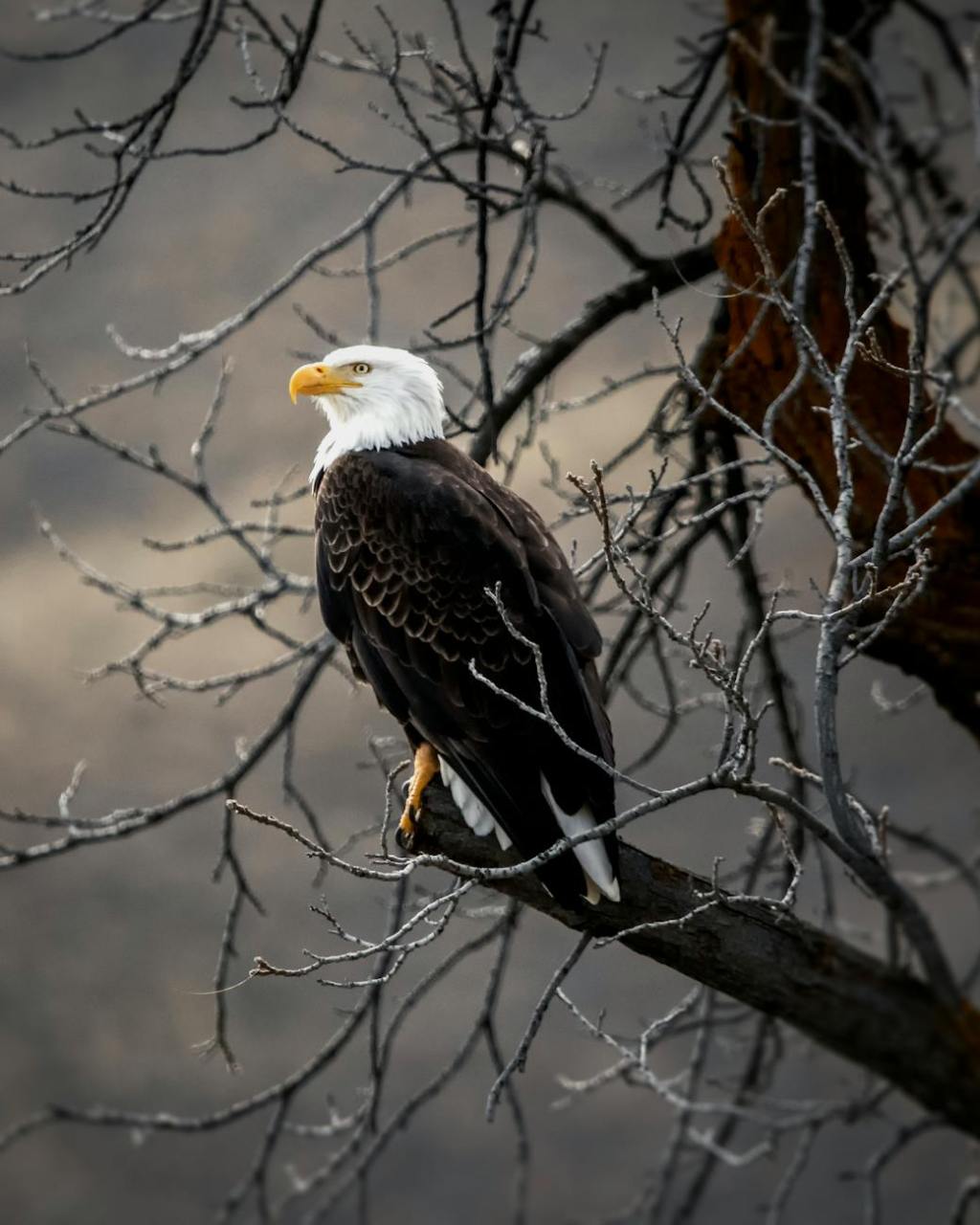 Bald Eagle Spiritual Messages: Courage and&nbsp;Strength