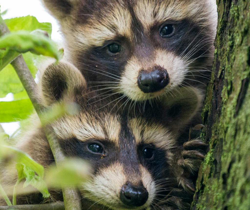 Interpreting Raccoon Sightings: Symbolism and Meaning