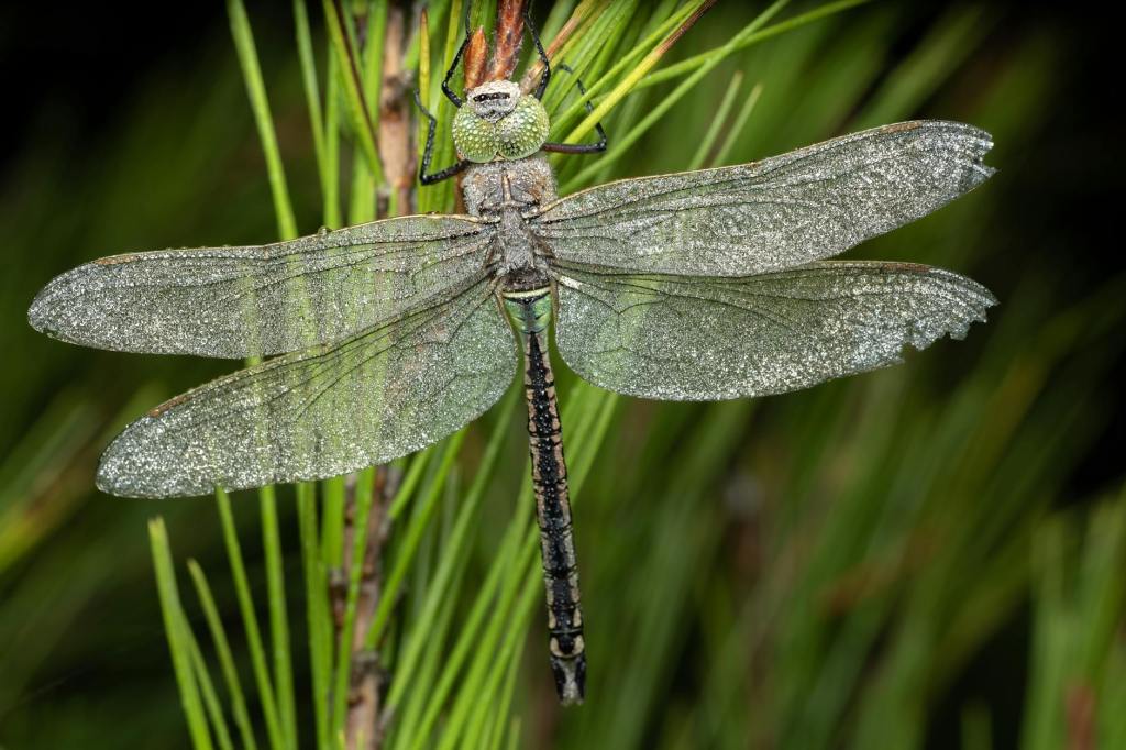 Understanding Dragonfly Symbolism: Emotions and Transformation