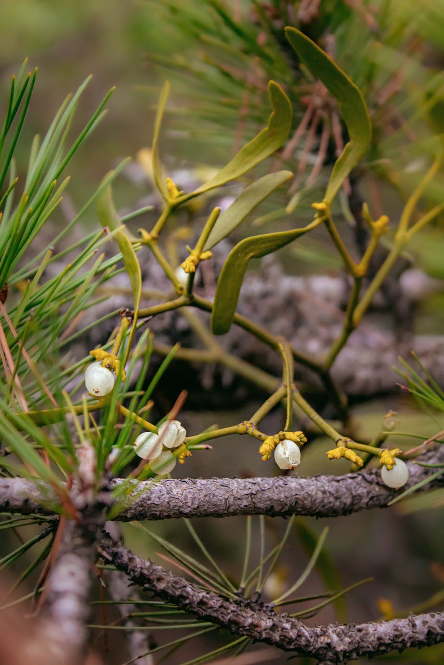 Embracing Yule Amidst Modern Celebrations