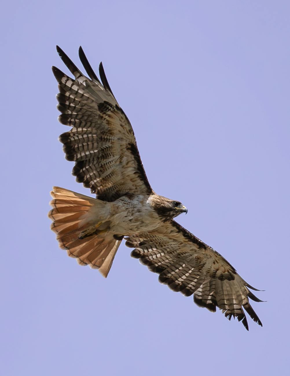 Understanding Red-Tailed Hawks and Their Spiritual&nbsp;Significance