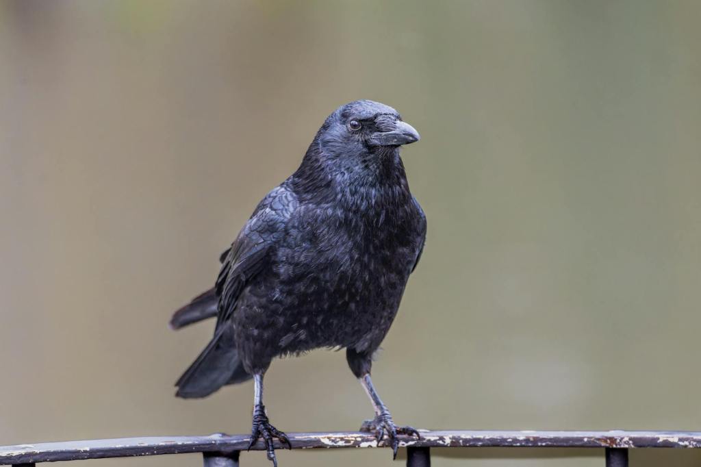 The Magic of Ravens: Unlocking Past Life Secrets