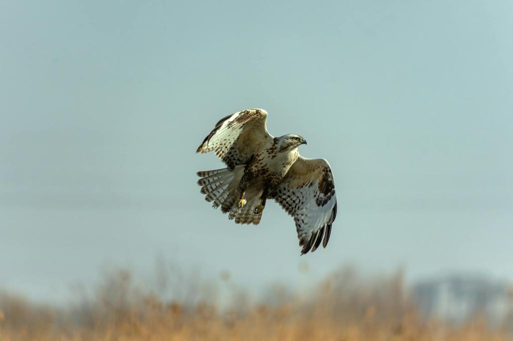 Exploring Shamanic Bird Medicine for Spiritual Growth