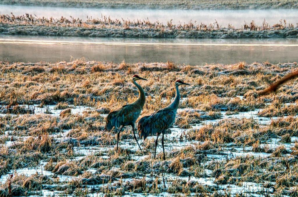 Embracing the Sandhill Crane: A Spring&nbsp;Symbol