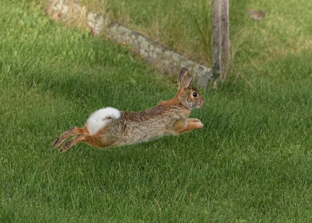 The Spiritual Significance of Rabbit Encounters in Nature