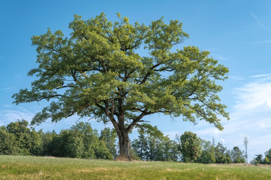 How Trees Teach Us About Life and&nbsp;Manifestation