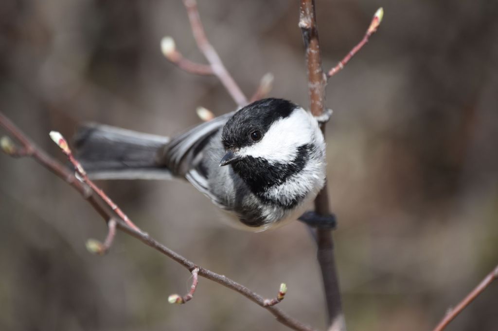 Healing Messages from Nature: Insights from a Chickadee&nbsp;Encounter