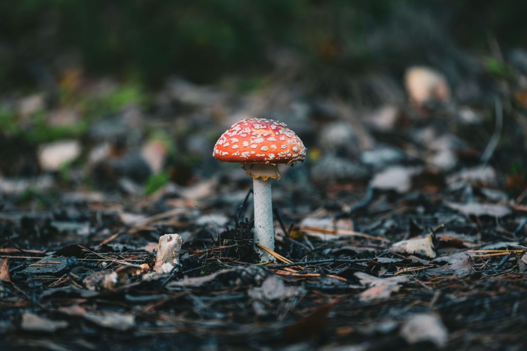 Spiritual Meaning of Mushrooms: Connection, Resilience,&nbsp;Renewal